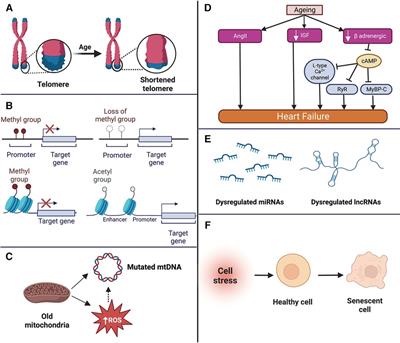 Role of noncoding RNAs in cardiac ageing